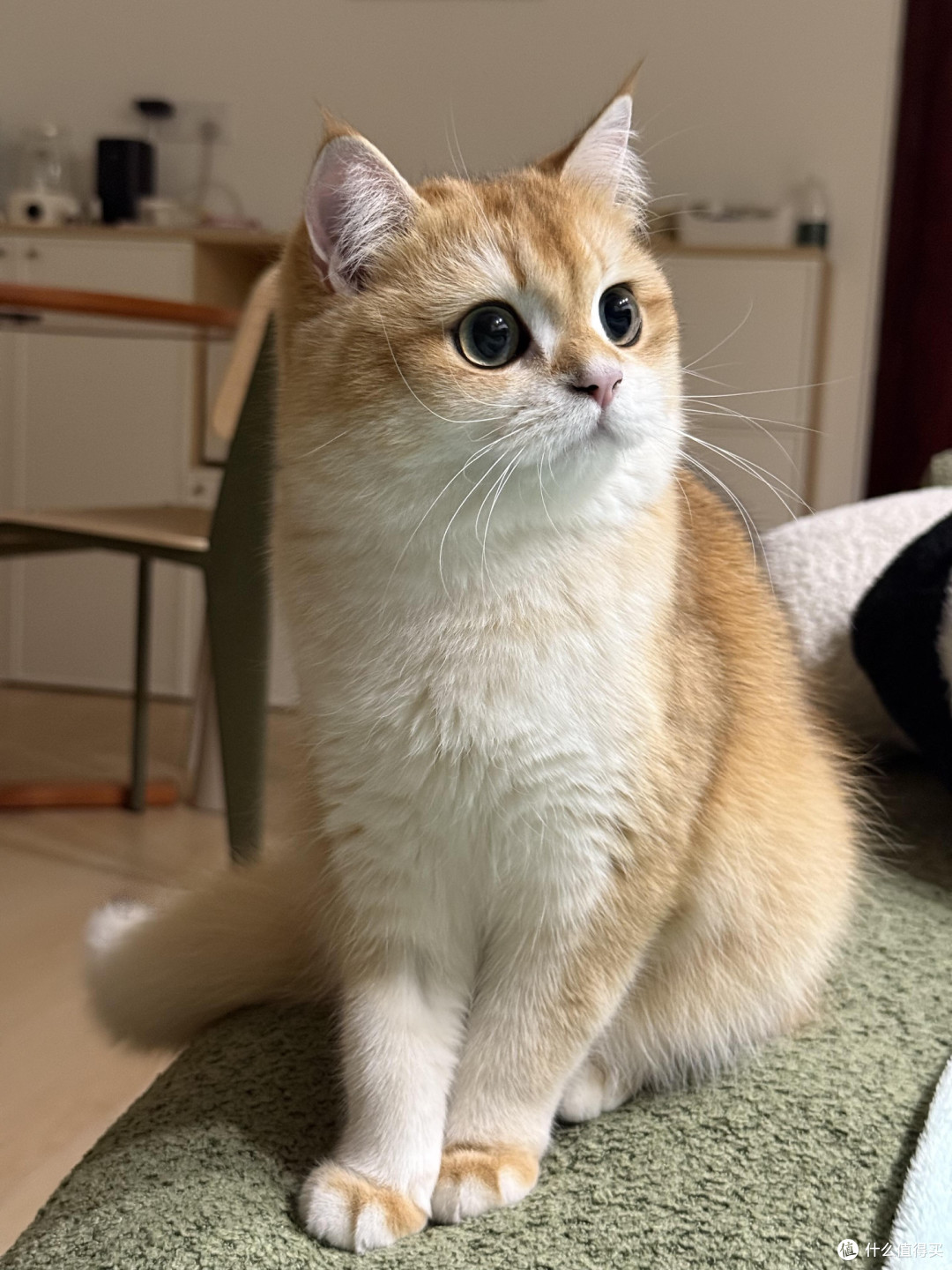 科学喂养猫咪的核心逻辑
