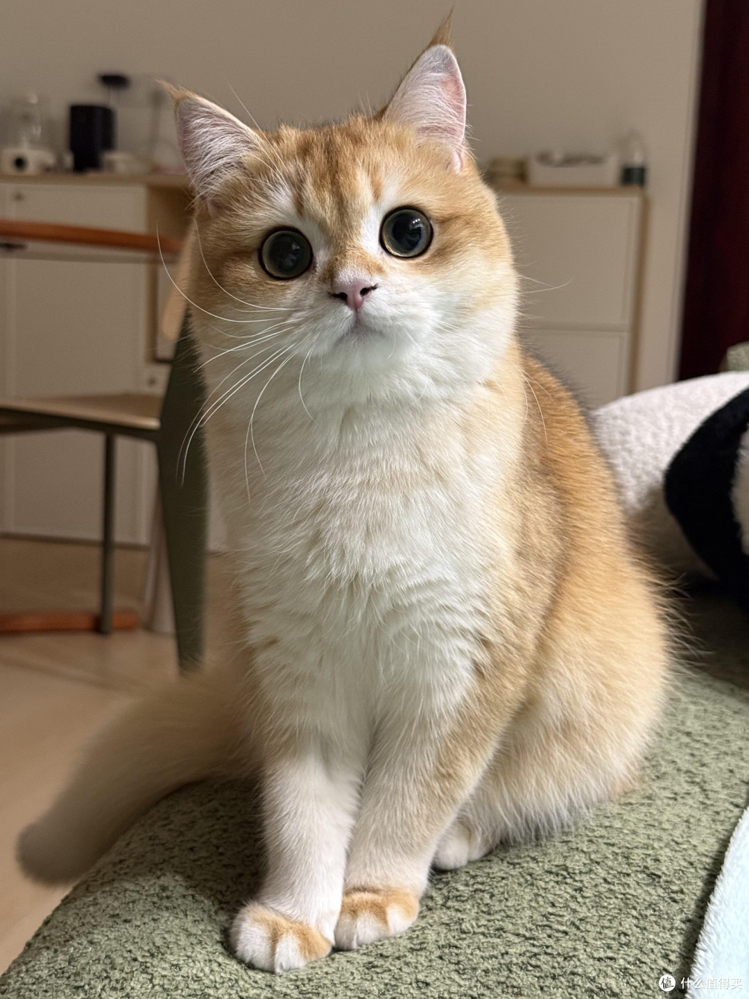 科学喂养猫咪的核心逻辑