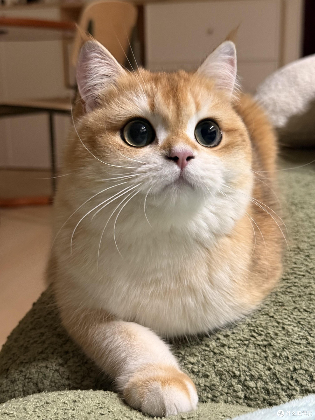 科学喂养猫咪的核心逻辑