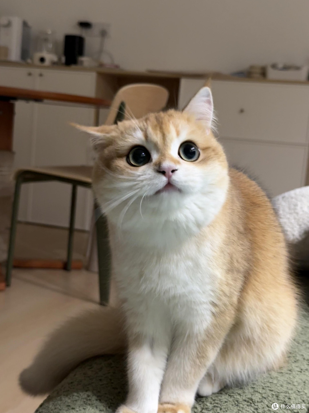 科学喂养猫咪的核心逻辑
