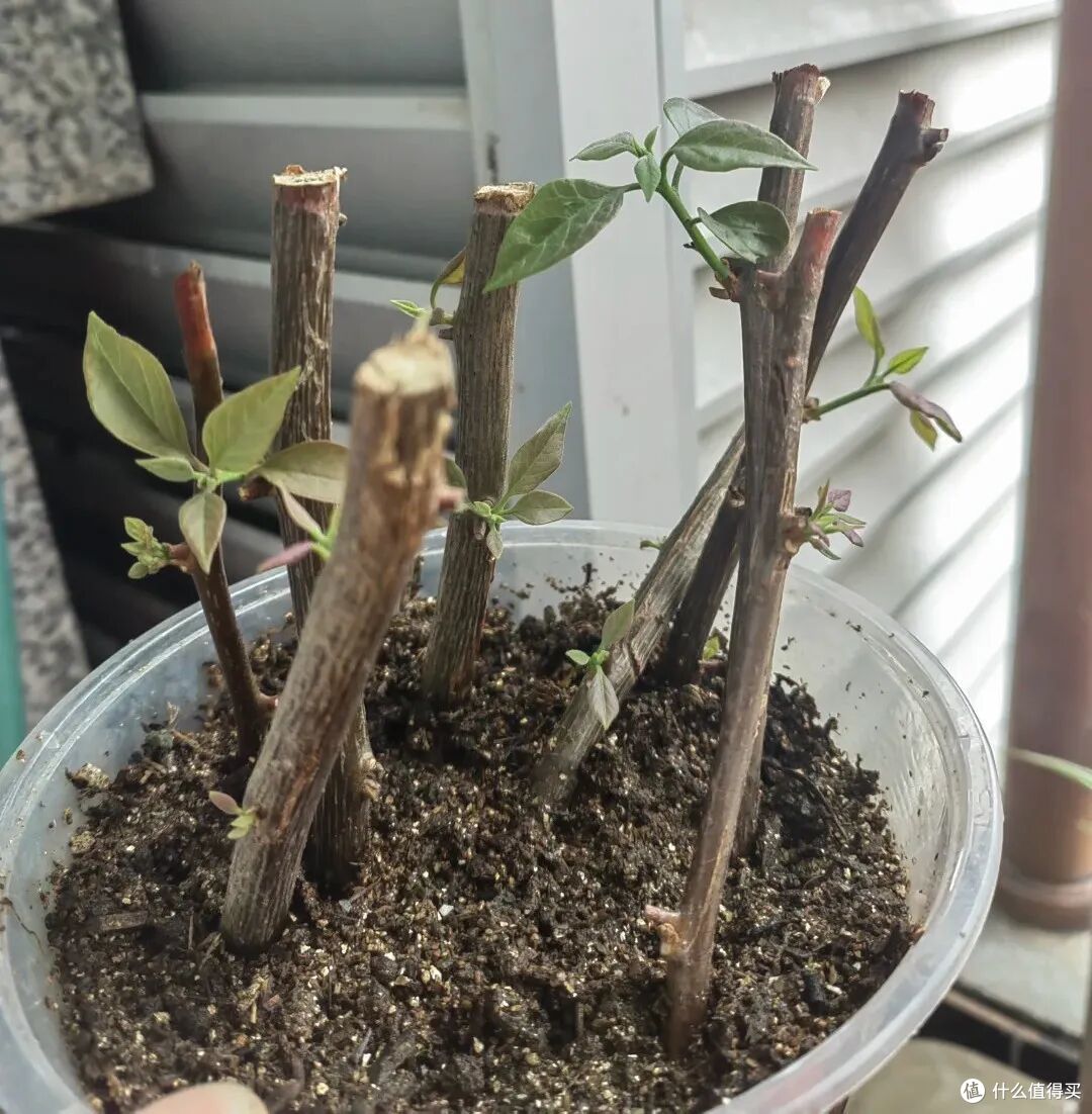 夏末秋初,正是扦插黄金期,这9种花,插根枝条就能活,1盆变10盆