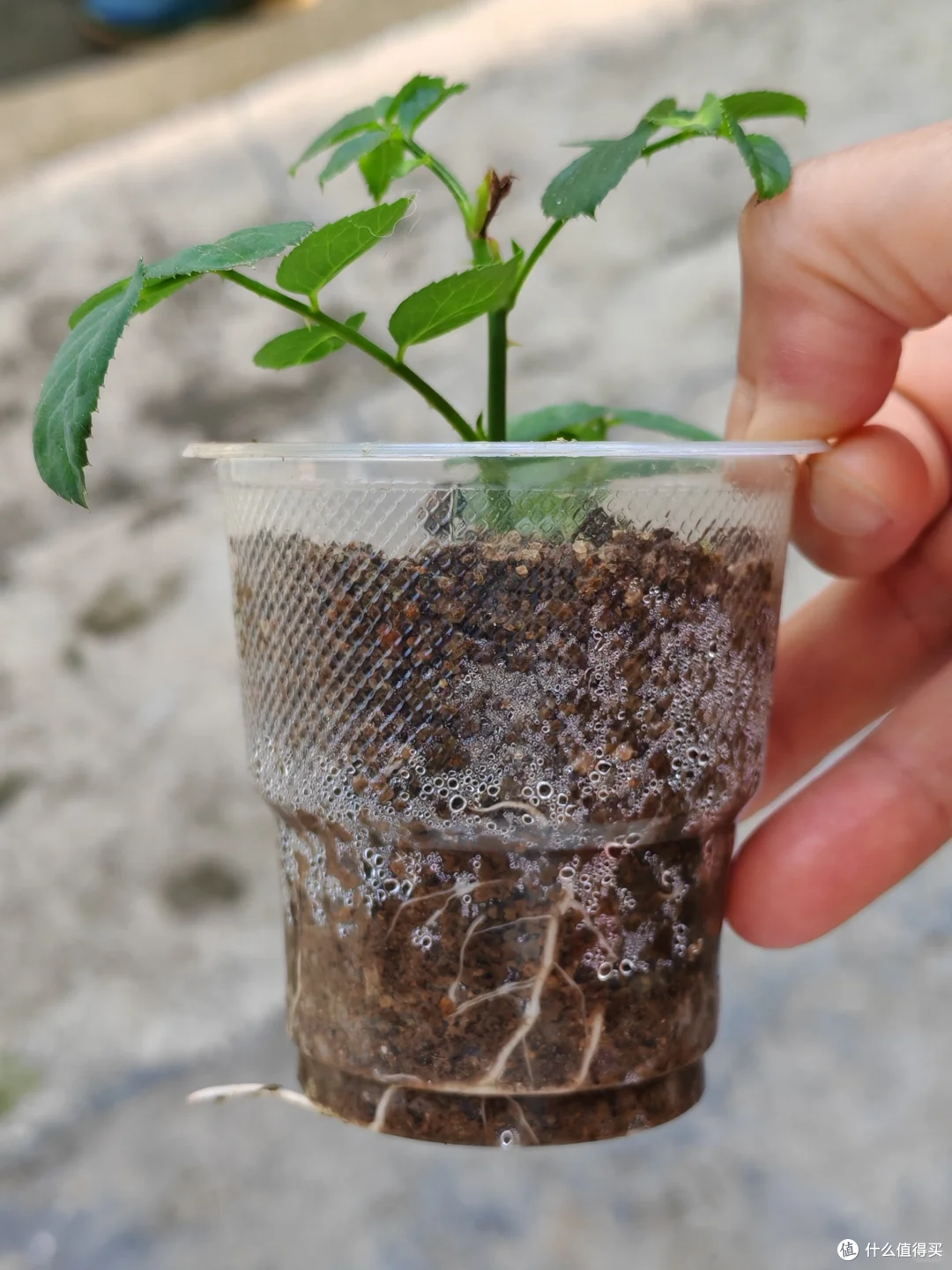 夏末秋初,正是扦插黄金期,这9种花,插根枝条就能活,1盆变10盆
