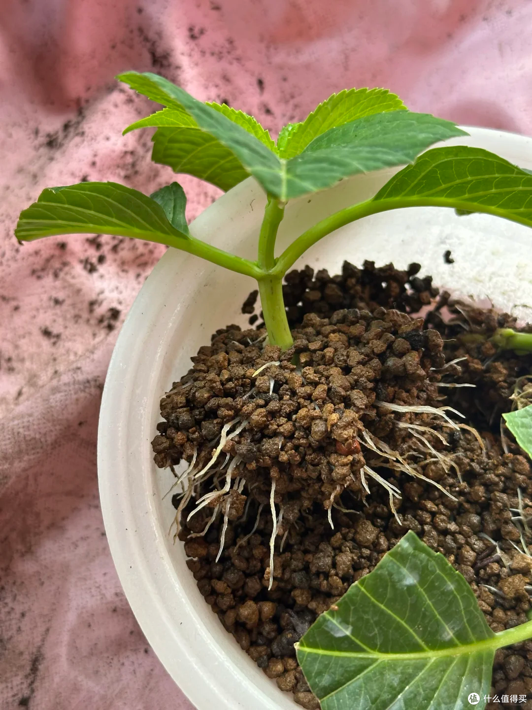 夏末秋初,正是扦插黄金期,这9种花,插根枝条就能活,1盆变10盆