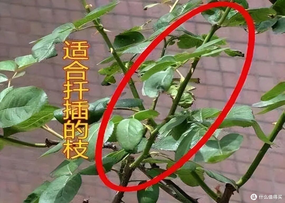 夏末秋初,正是扦插黄金期,这9种花,插根枝条就能活,1盆变10盆