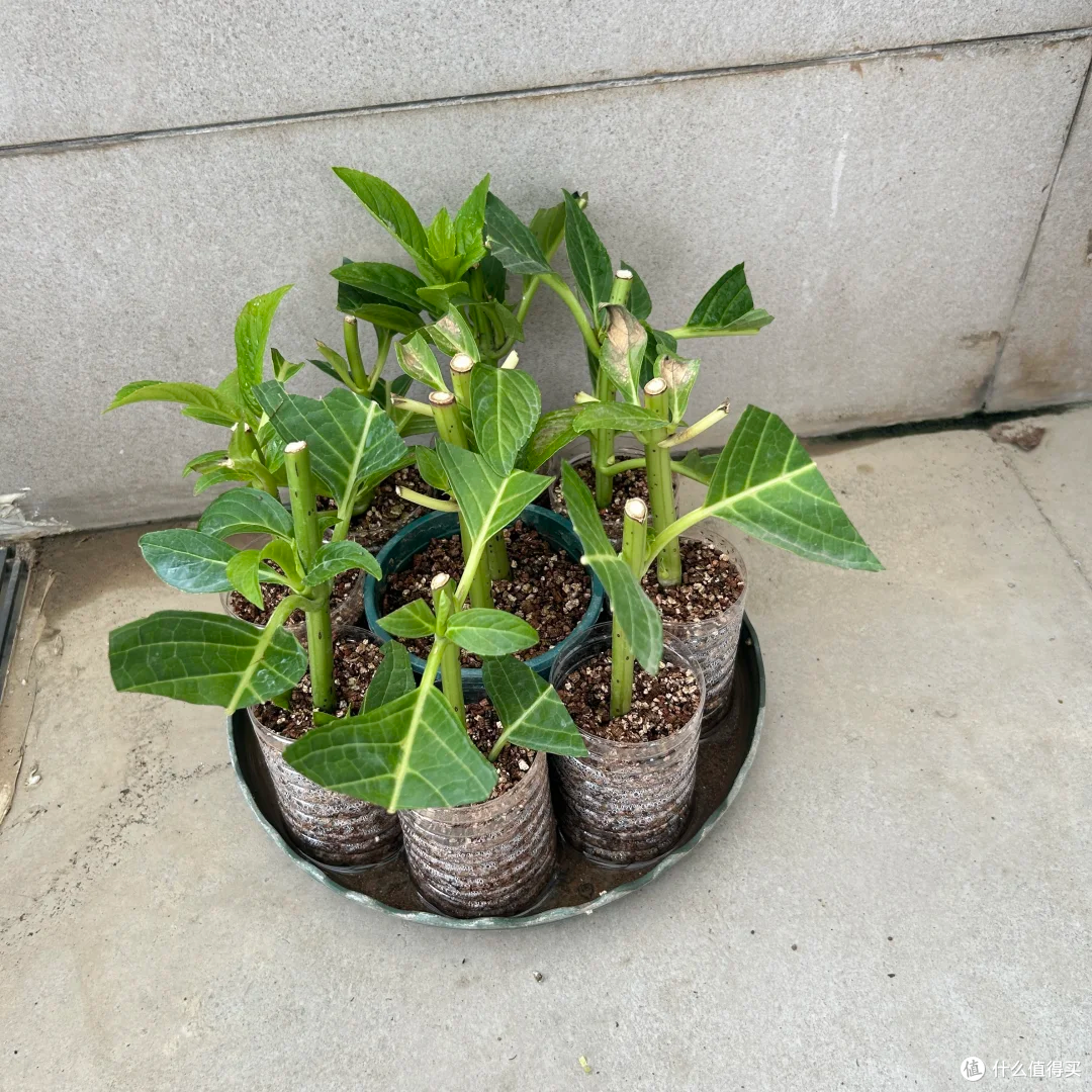 夏末秋初,正是扦插黄金期,这9种花,插根枝条就能活,1盆变10盆