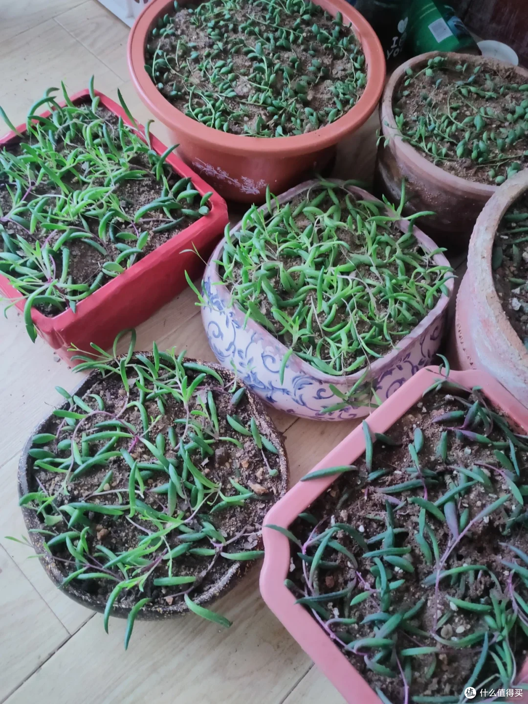 夏末秋初,正是扦插黄金期,这9种花,插根枝条就能活,1盆变10盆