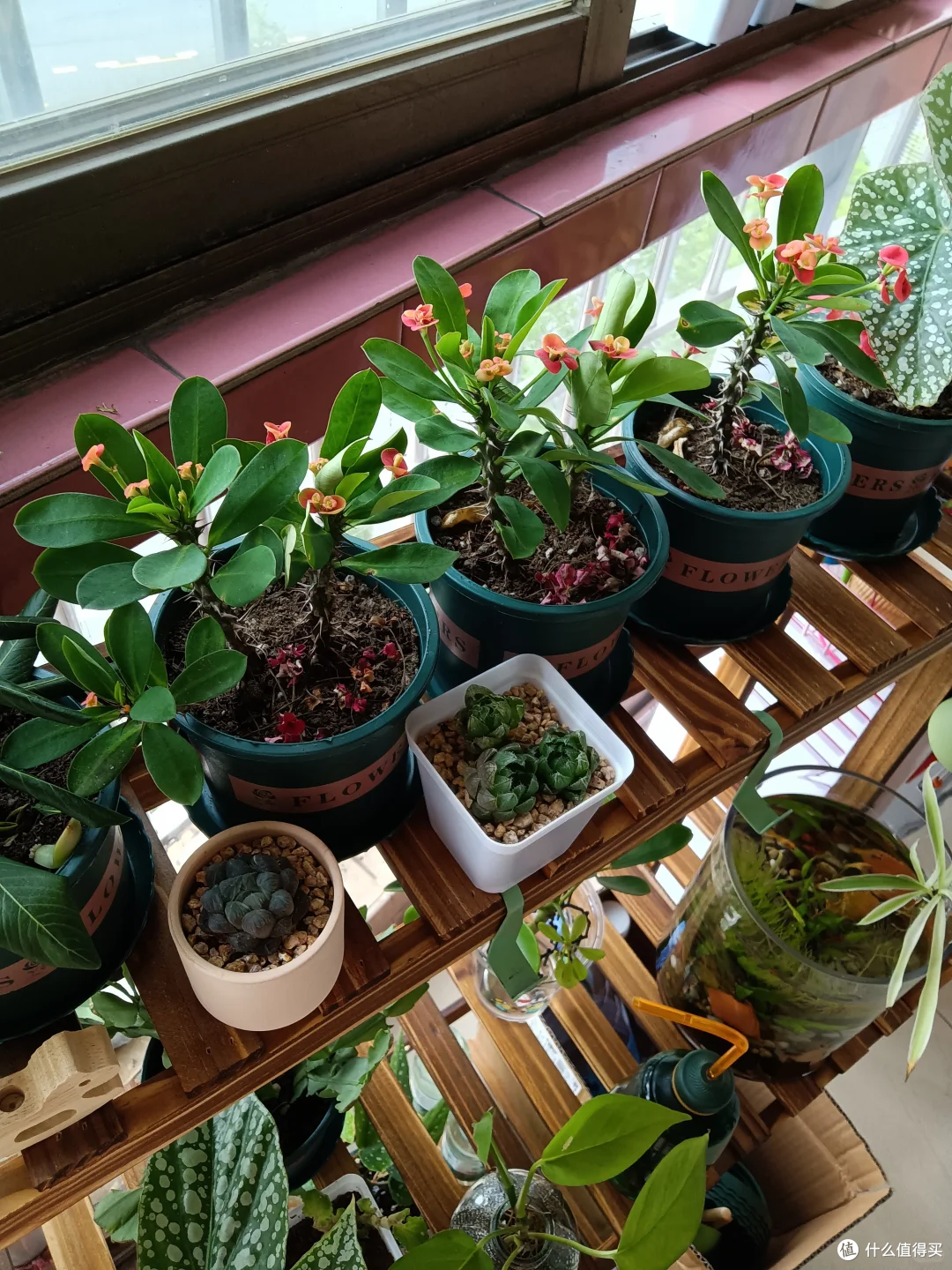 夏末秋初,正是扦插黄金期,这9种花,插根枝条就能活,1盆变10盆