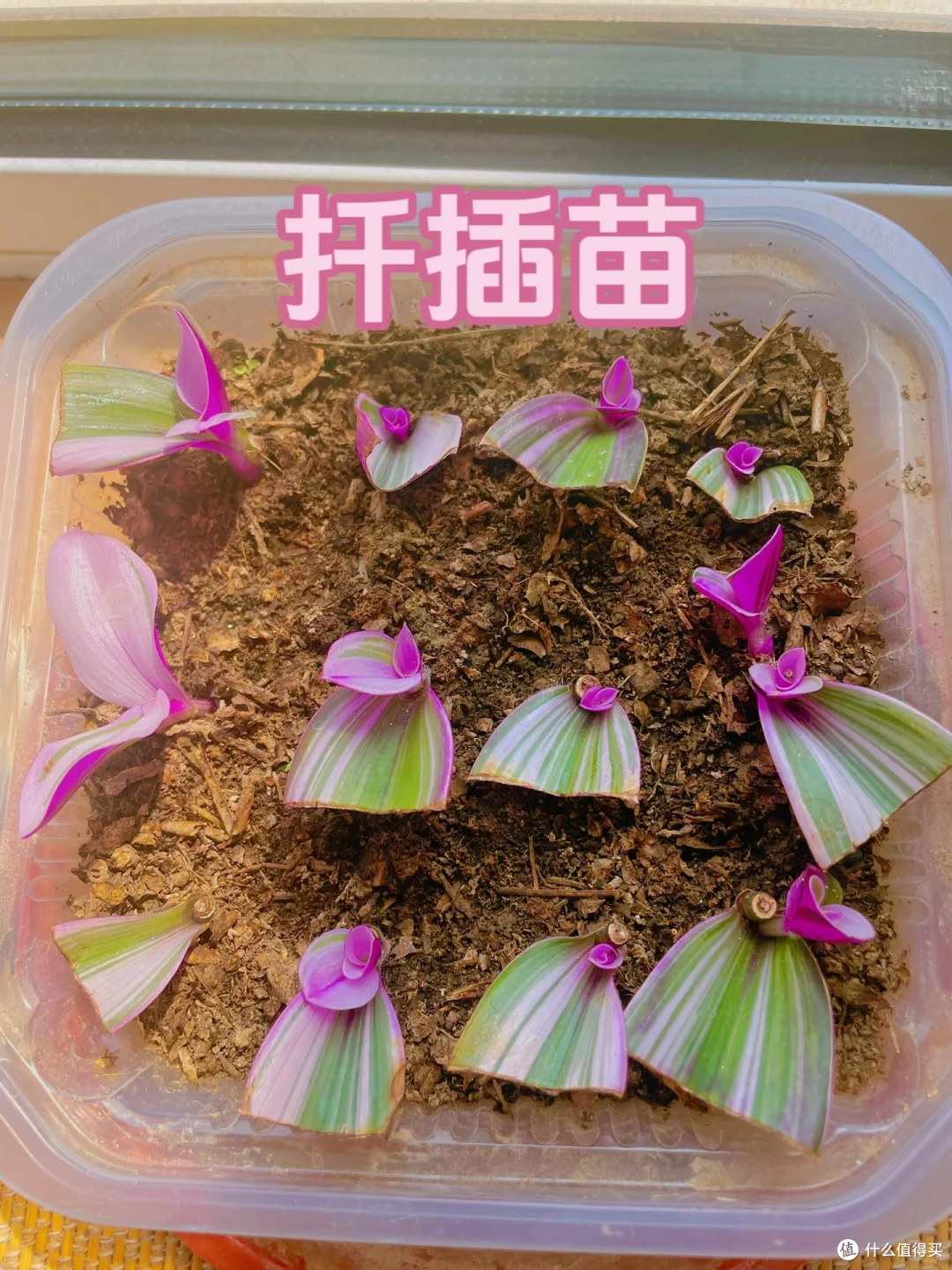 夏末秋初,正是扦插黄金期,这9种花,插根枝条就能活,1盆变10盆