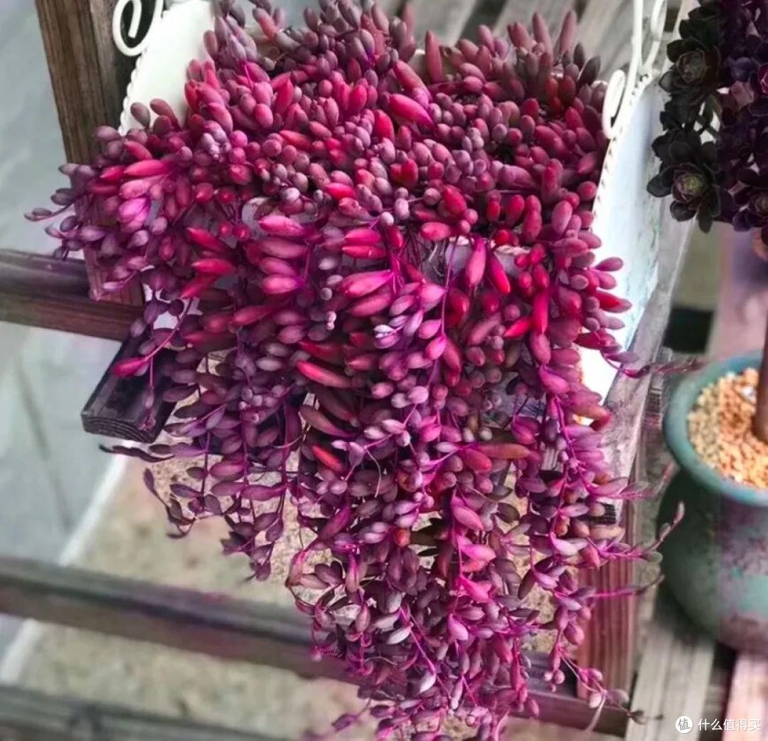 夏末秋初,正是扦插黄金期,这9种花,插根枝条就能活,1盆变10盆