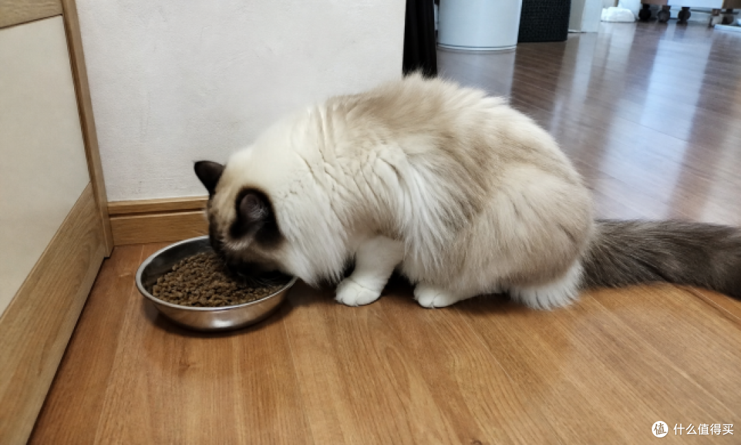 布偶猫吃什么猫粮，肠胃娇气的换这款后顺了