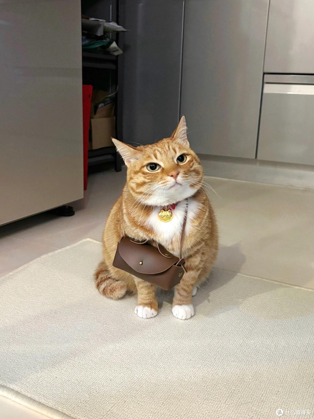 科学喂养猫咪的核心逻辑