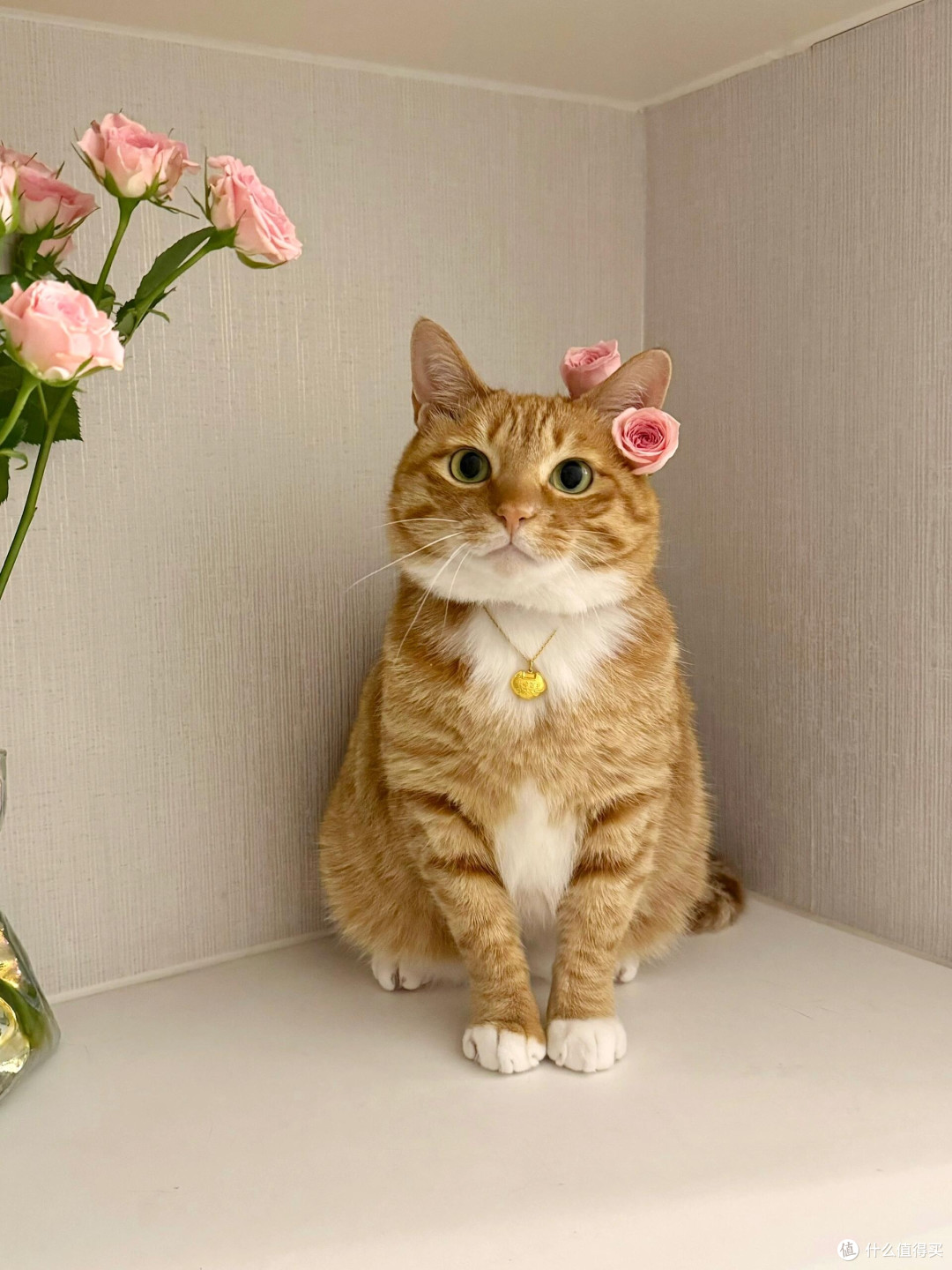 科学喂养猫咪的核心逻辑