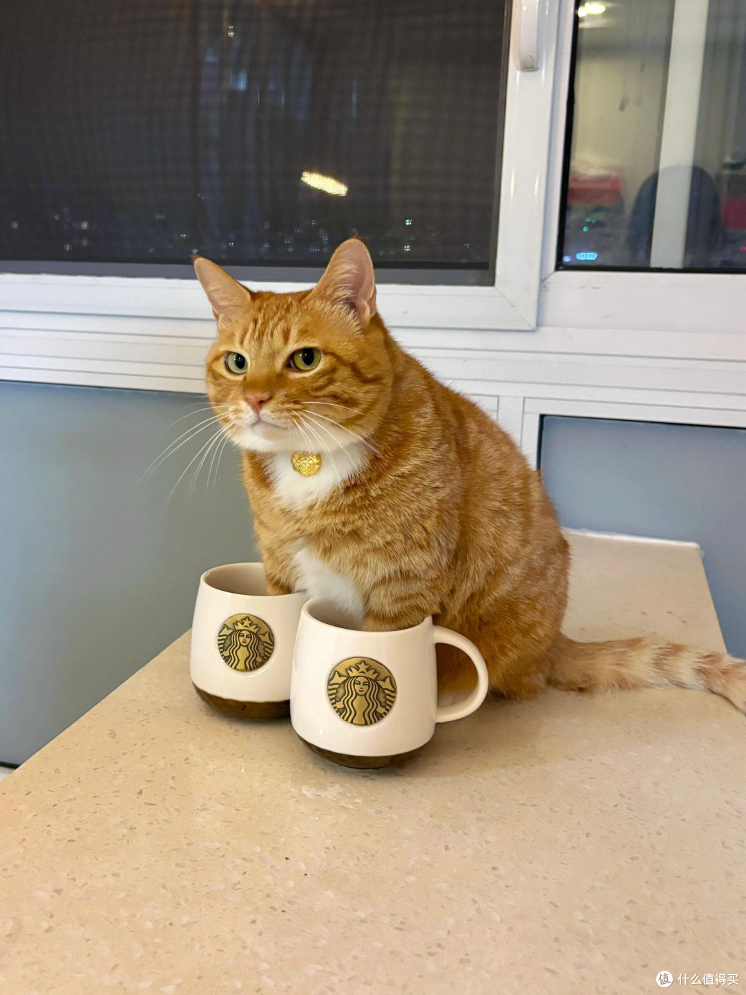 科学喂养猫咪的核心逻辑