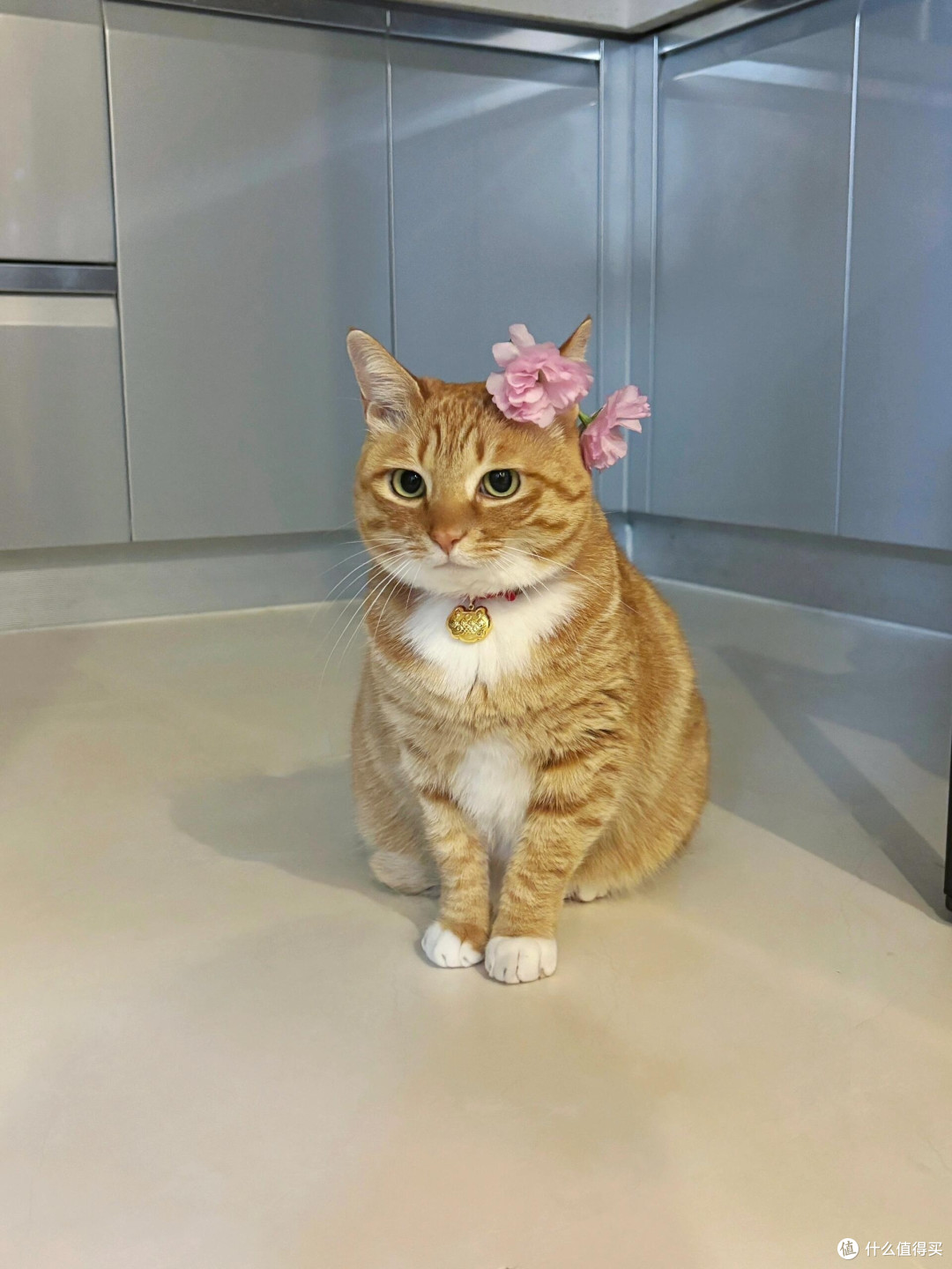 科学喂养猫咪的核心逻辑