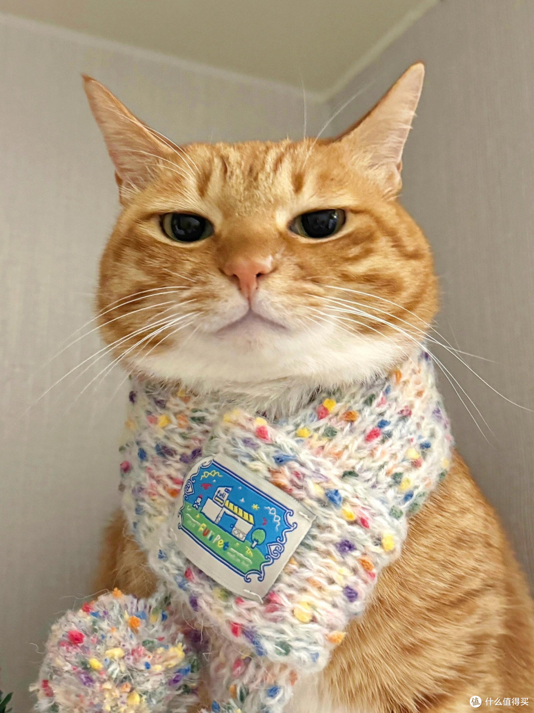 科学喂养猫咪的核心逻辑