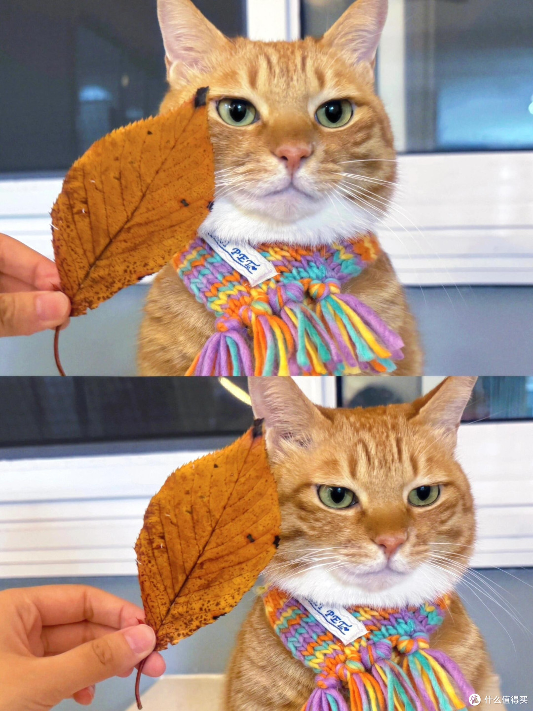 科学喂养猫咪的核心逻辑
