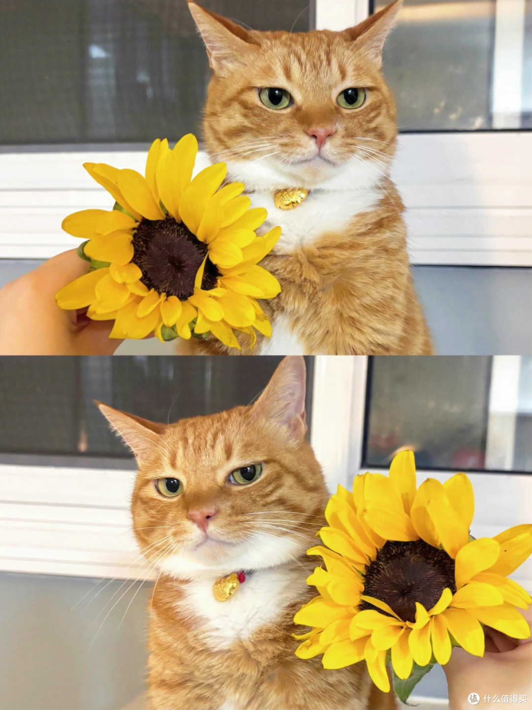 科学喂养猫咪的核心逻辑