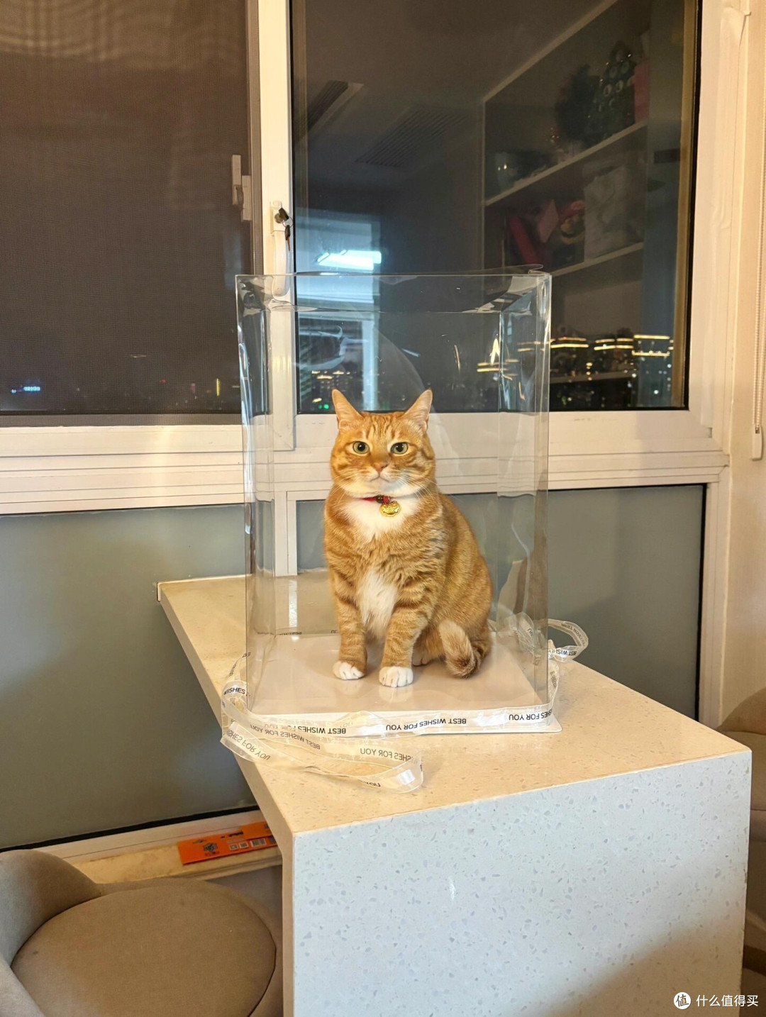 科学喂养猫咪的长期实践