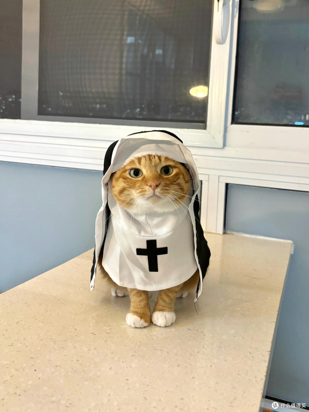 科学喂养猫咪的长期实践