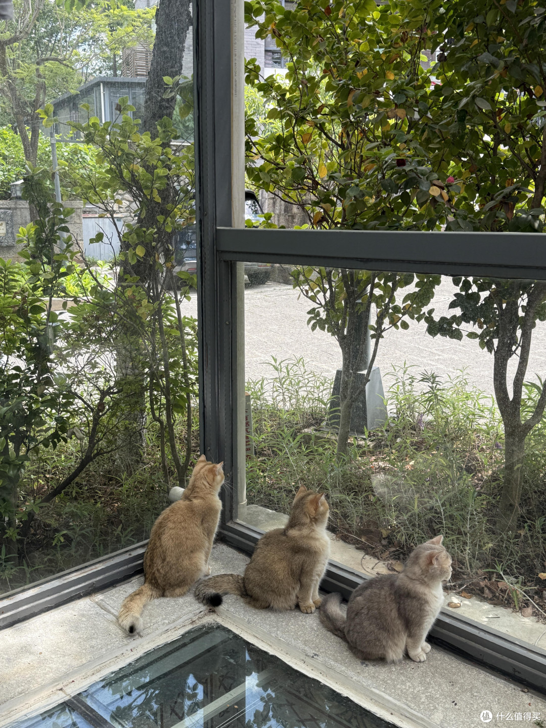 科学喂养提升猫咪健康