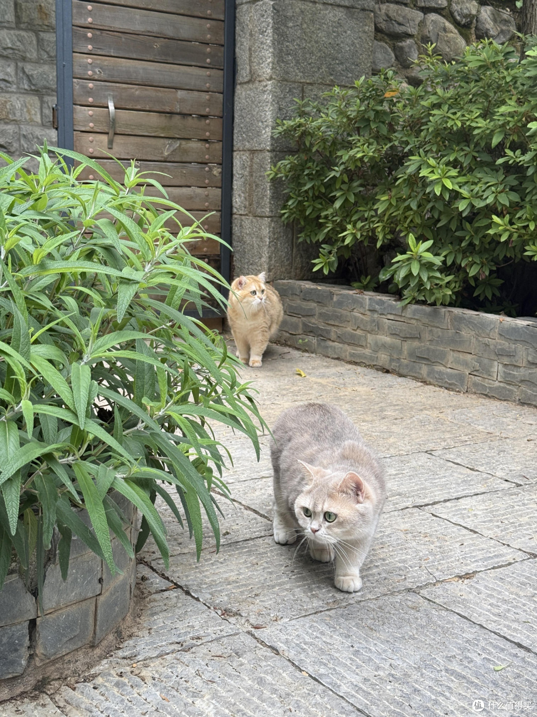 科学喂养提升猫咪健康