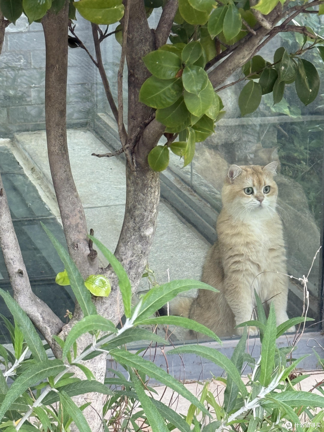 科学喂养猫咪的饮食管理