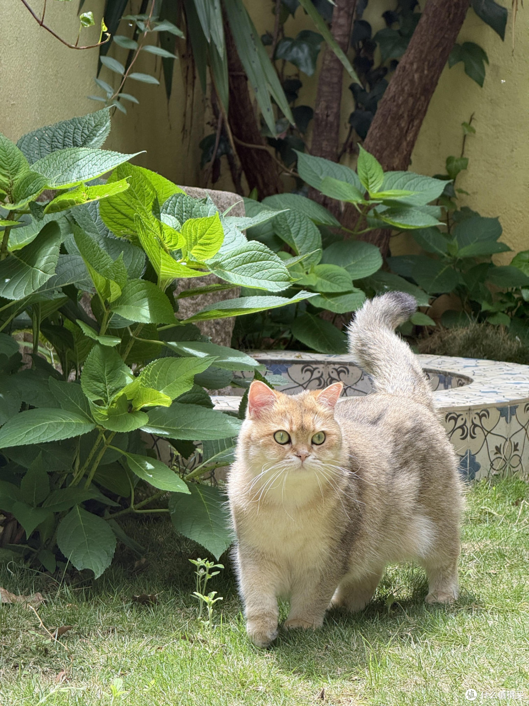 科学喂养猫咪的饮食管理