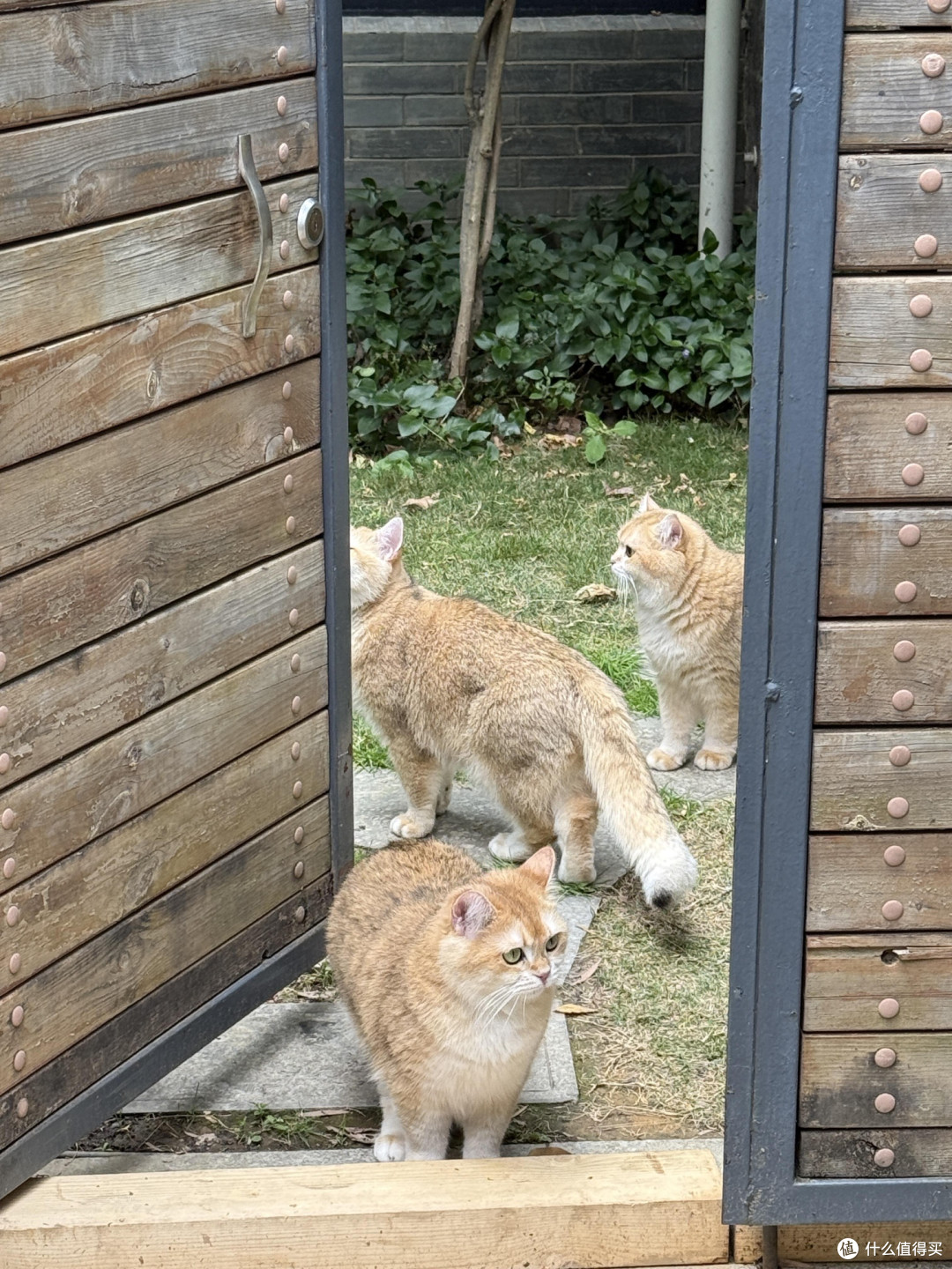 科学喂养猫咪的饮食管理