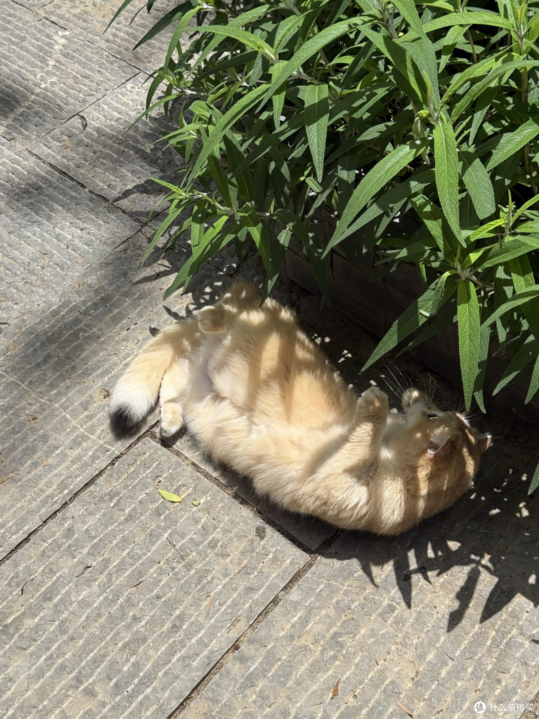 科学喂养猫咪的饮食管理