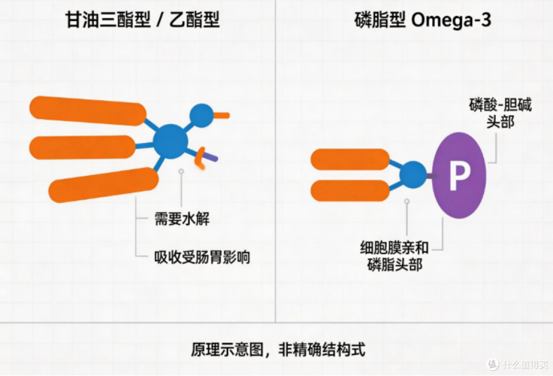 磷虾油吸收率远高鱼油,为什么医院药房里摆的还是鱼油?