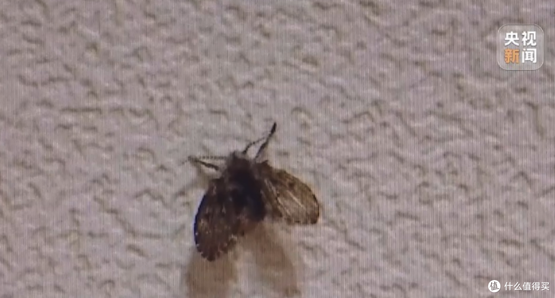 卫生间这种小黑虫是“移动病菌库”,真正该清的是这里!