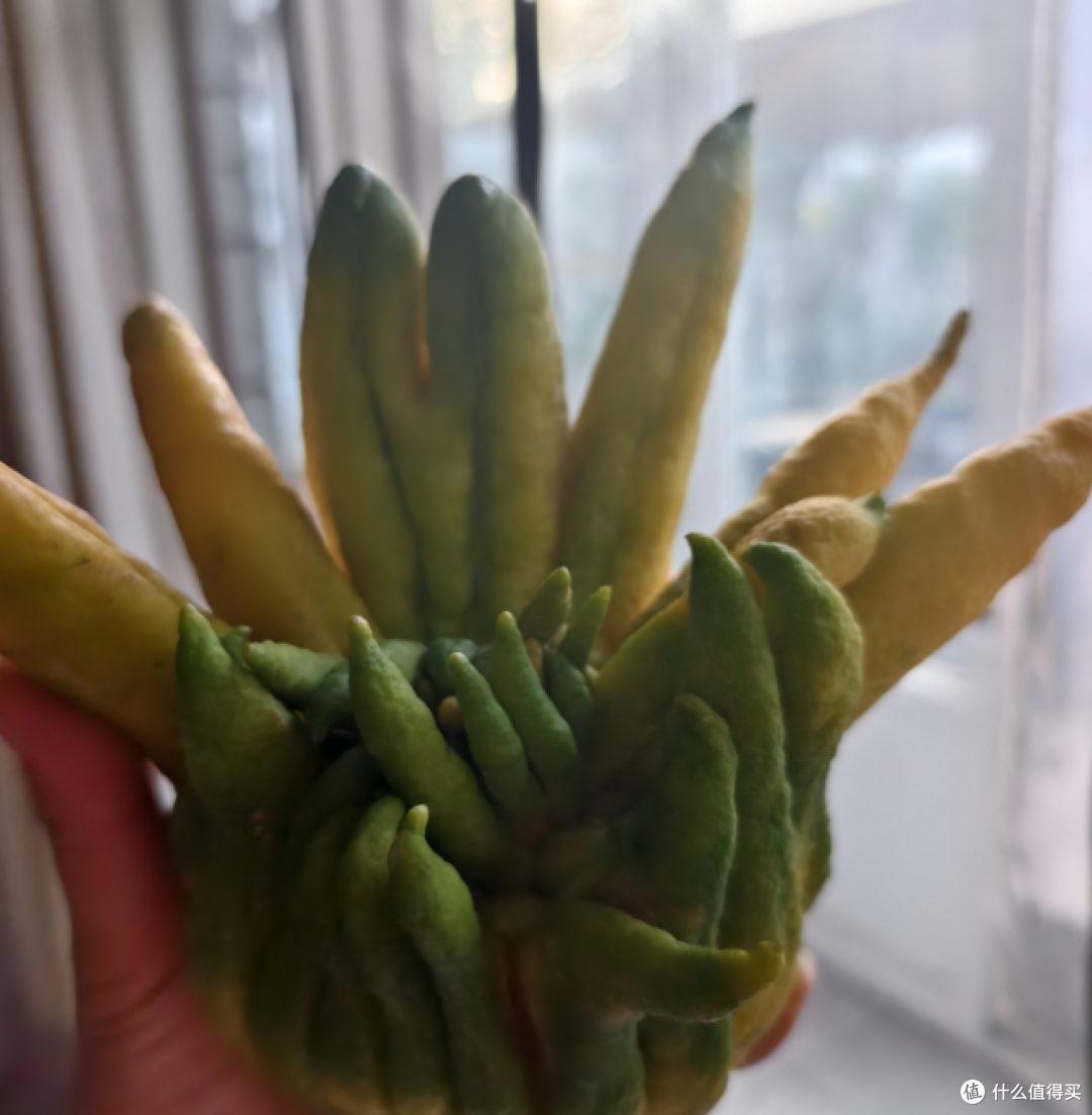 佛手柑，比香水好闻一百倍的天然果香！