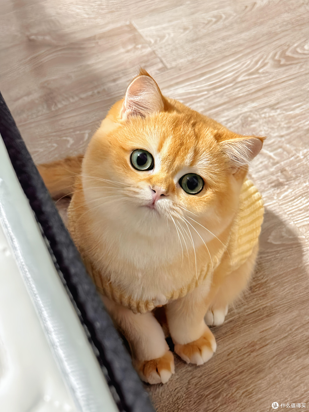 科学饮食管理守护猫咪健康