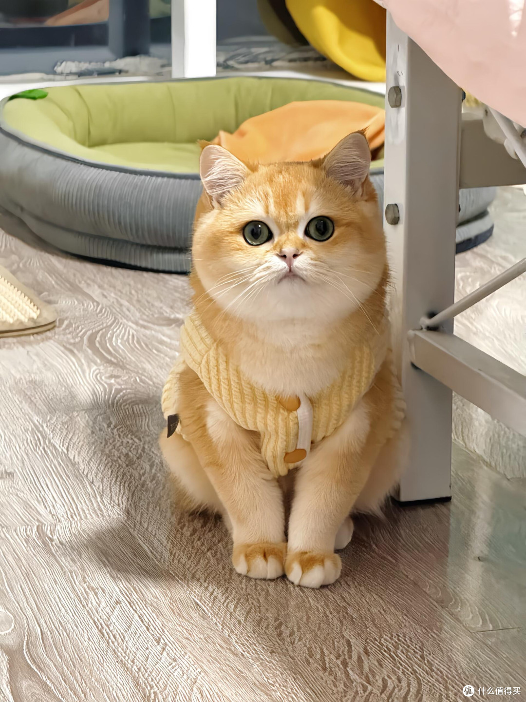 科学饮食管理守护猫咪健康