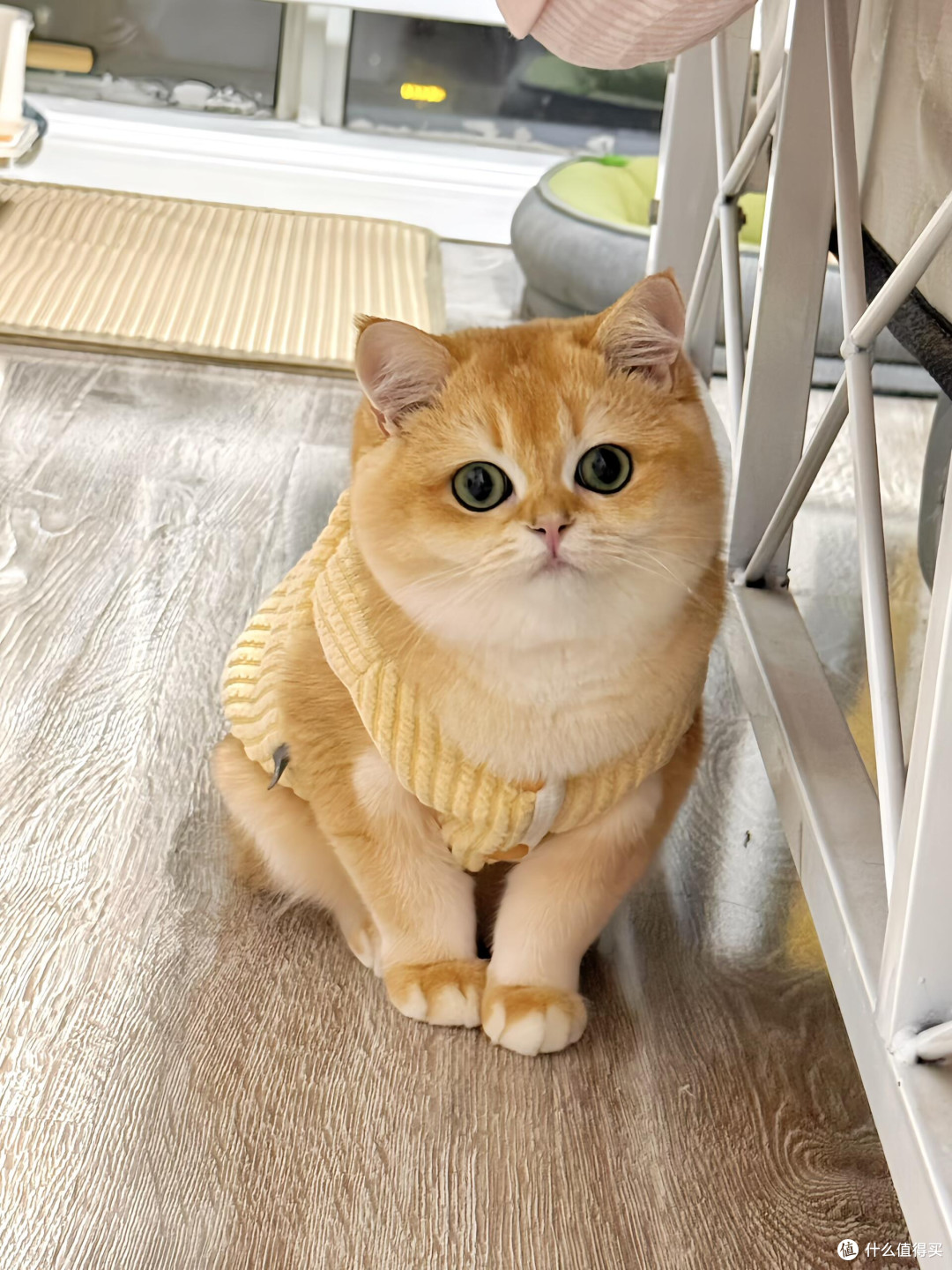 科学饮食管理守护猫咪健康