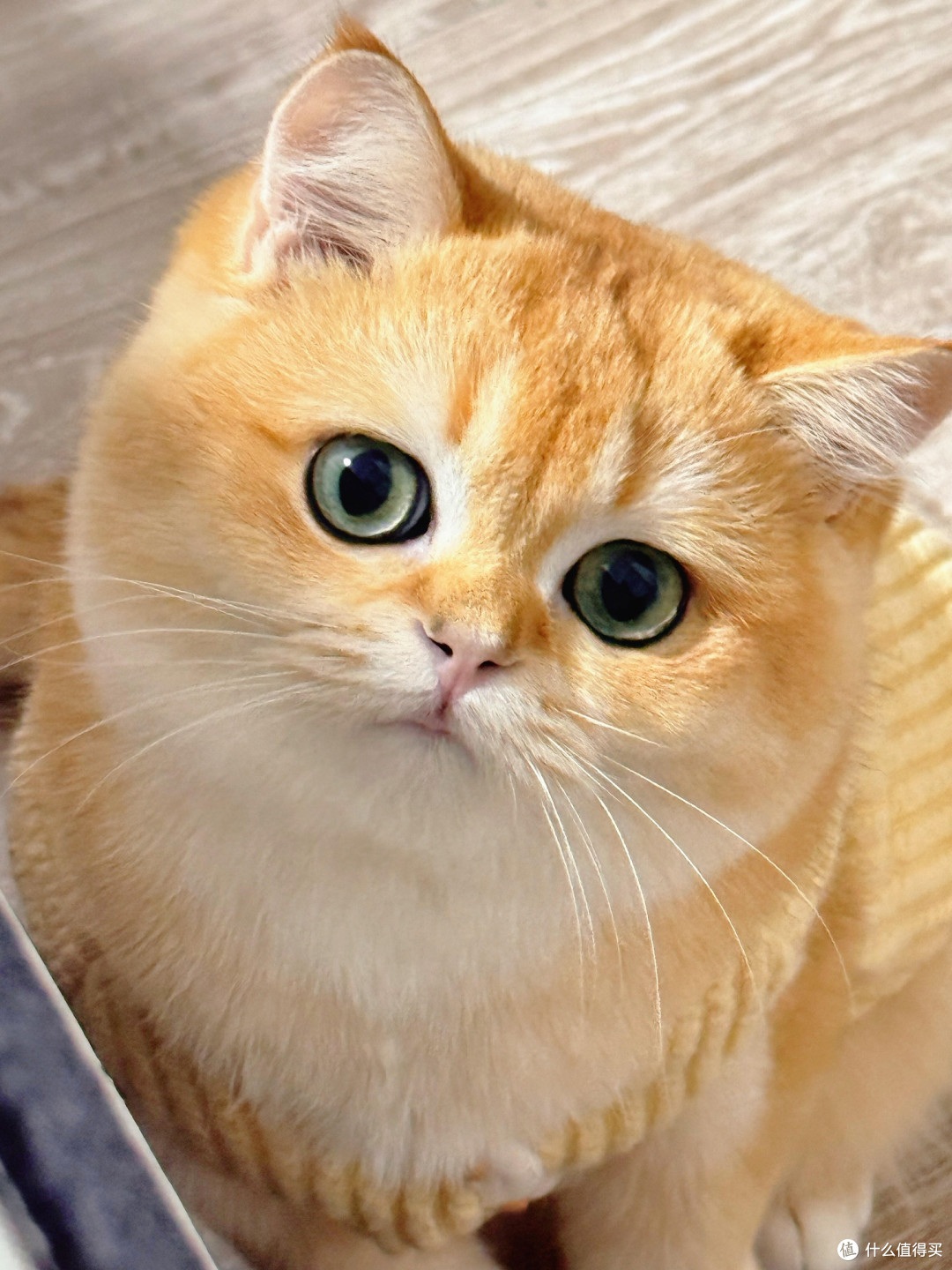 科学饮食管理守护猫咪健康