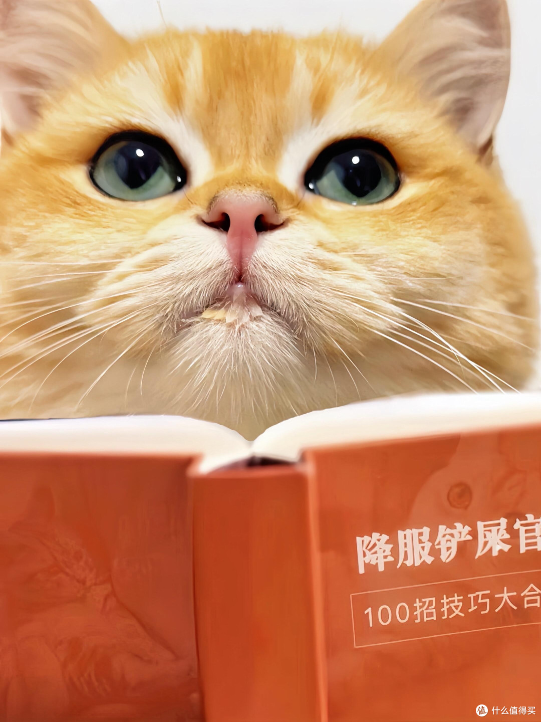 科学饮食管理守护猫咪健康