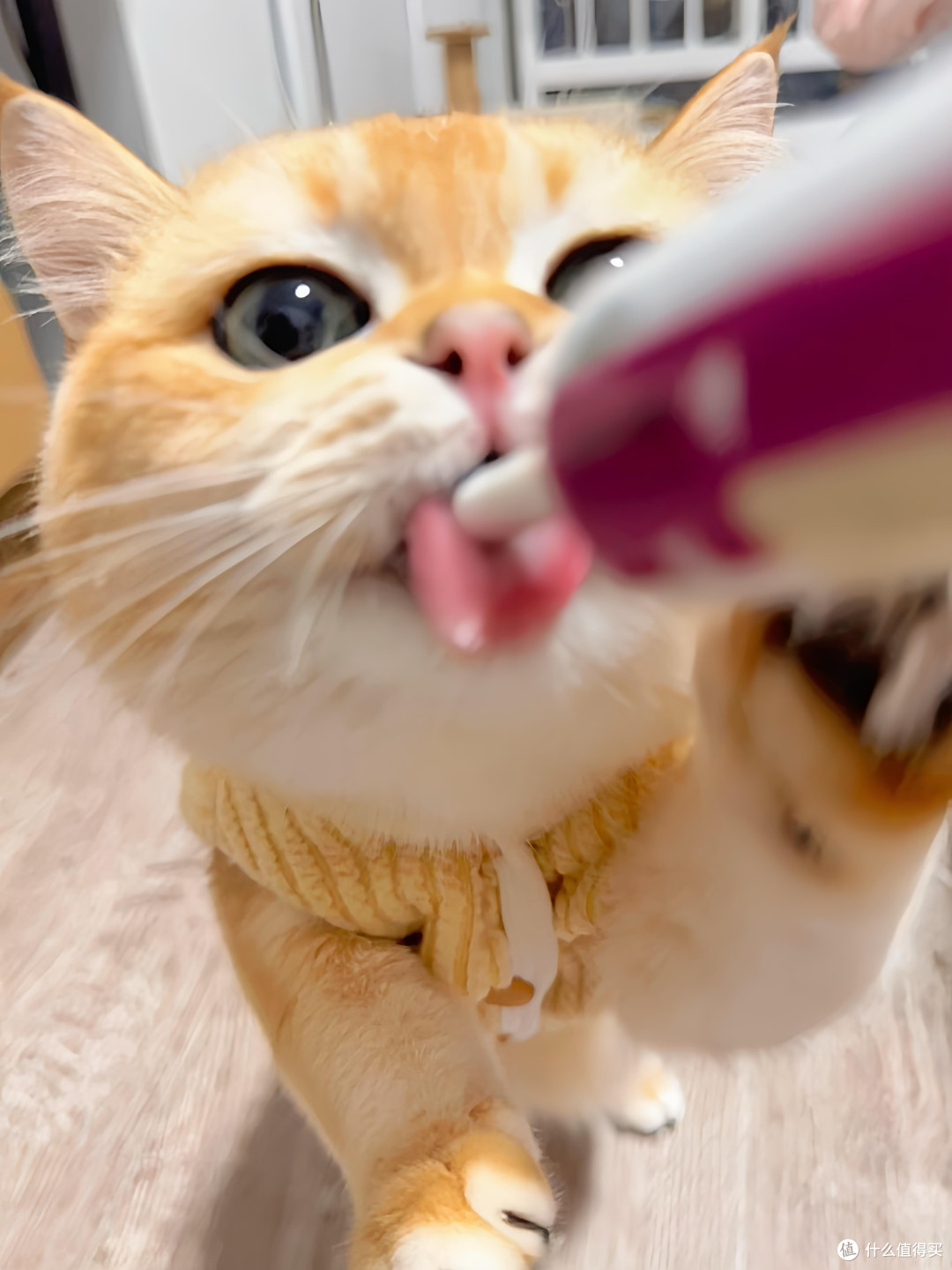 科学饮食管理守护猫咪健康