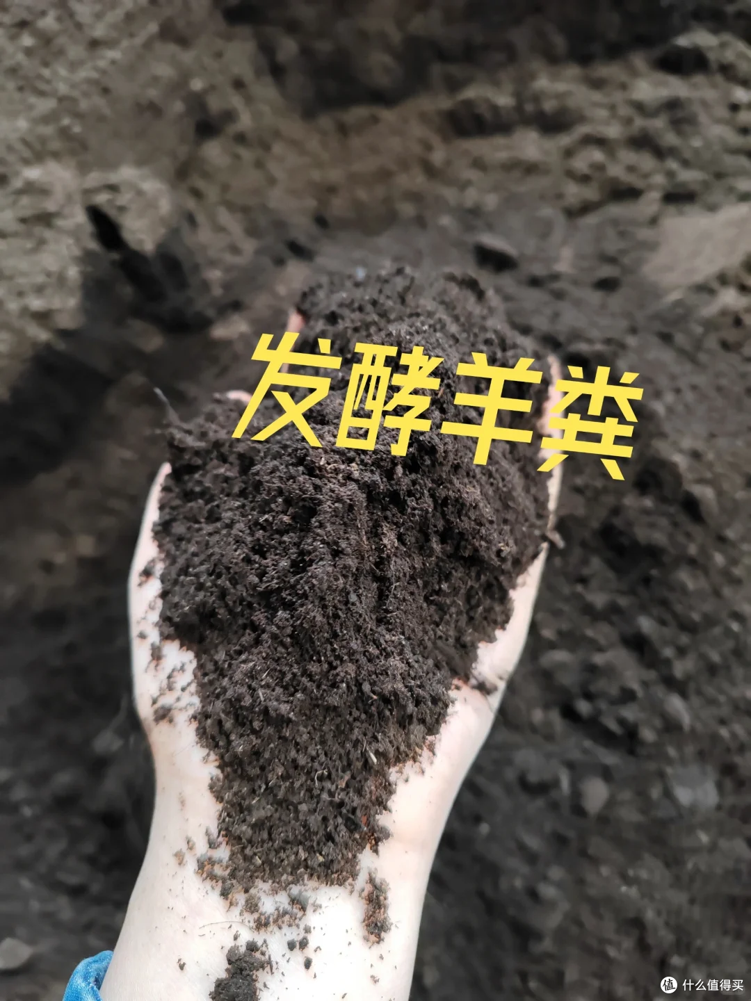 空油桶、塑料瓶别扔，在家种菜5天就能吃，绿色有机，根本吃不完