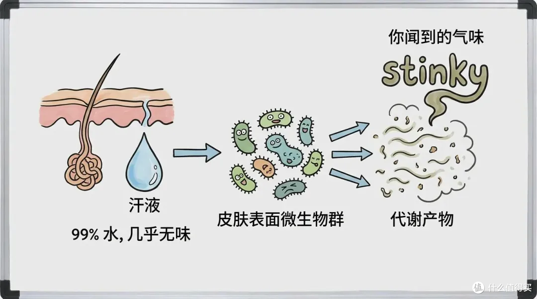 从香妃的天生异香，到费洛蒙传说：体香究竟是天赋，还是浪漫想象？