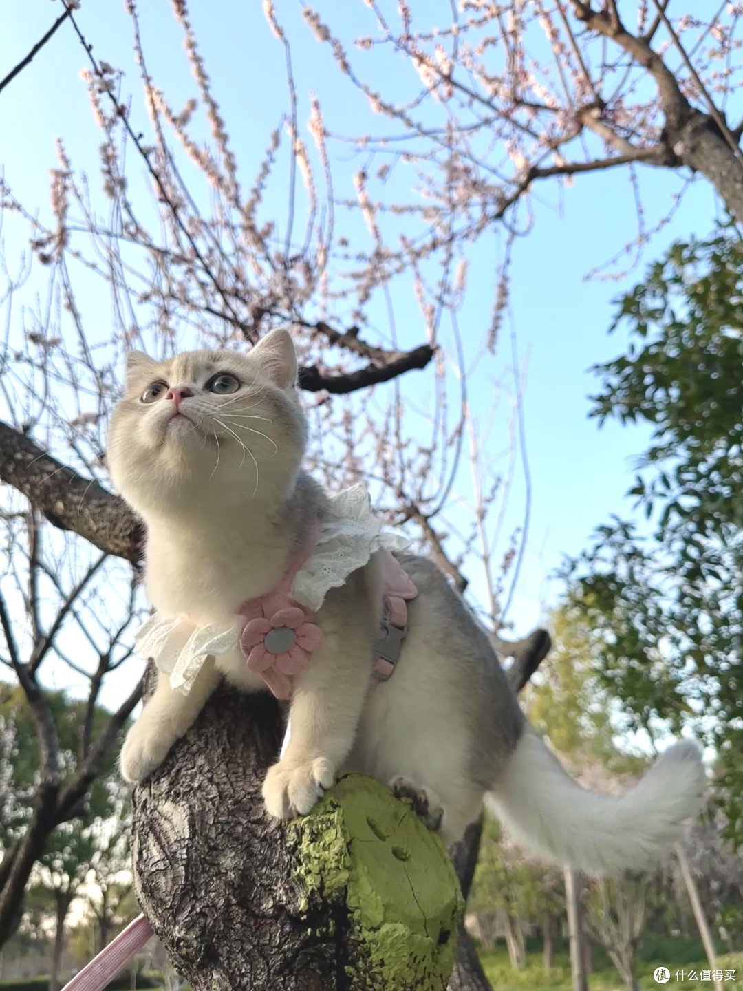 科学喂养守护猫咪健康