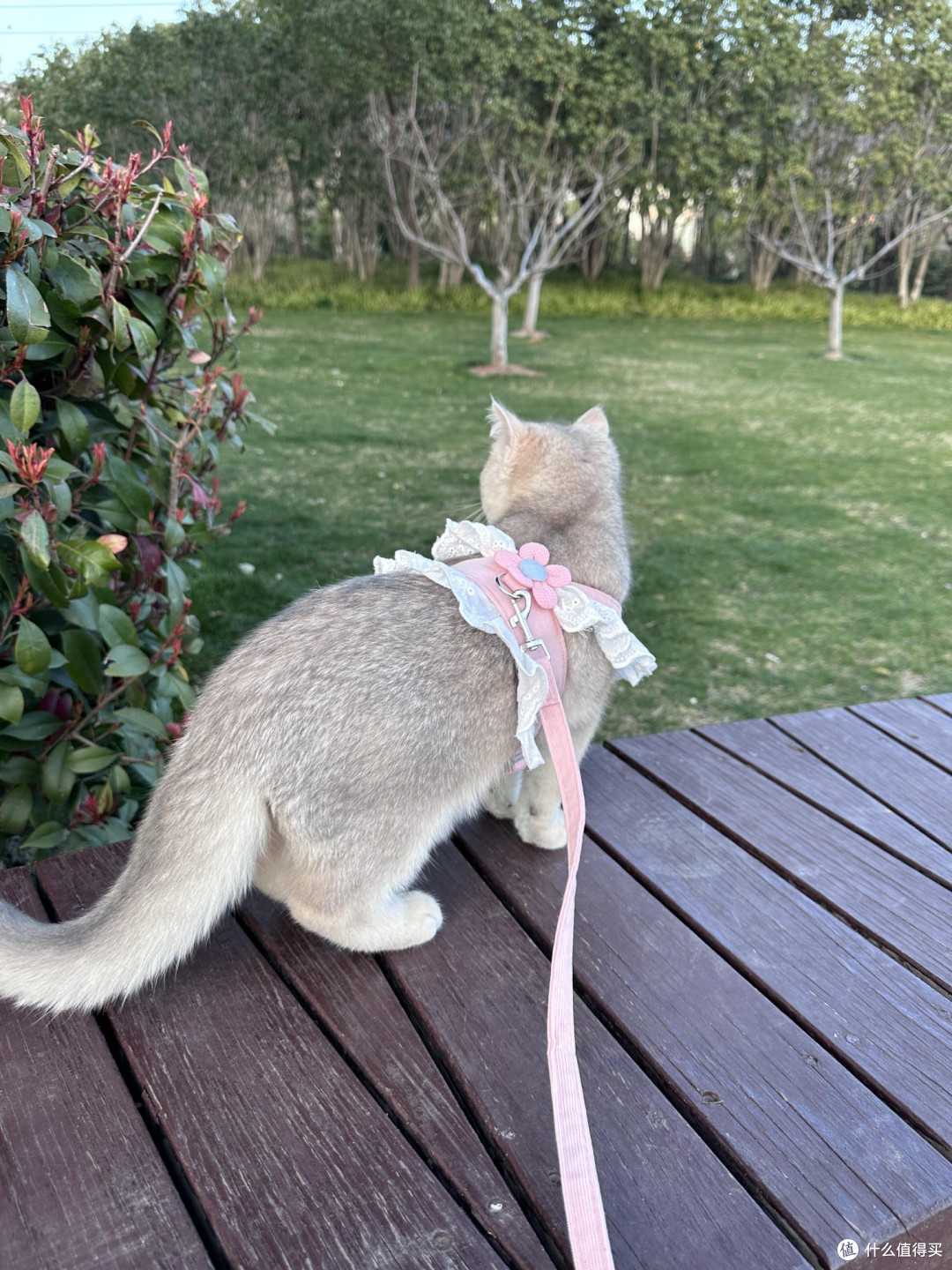 科学喂养守护猫咪健康