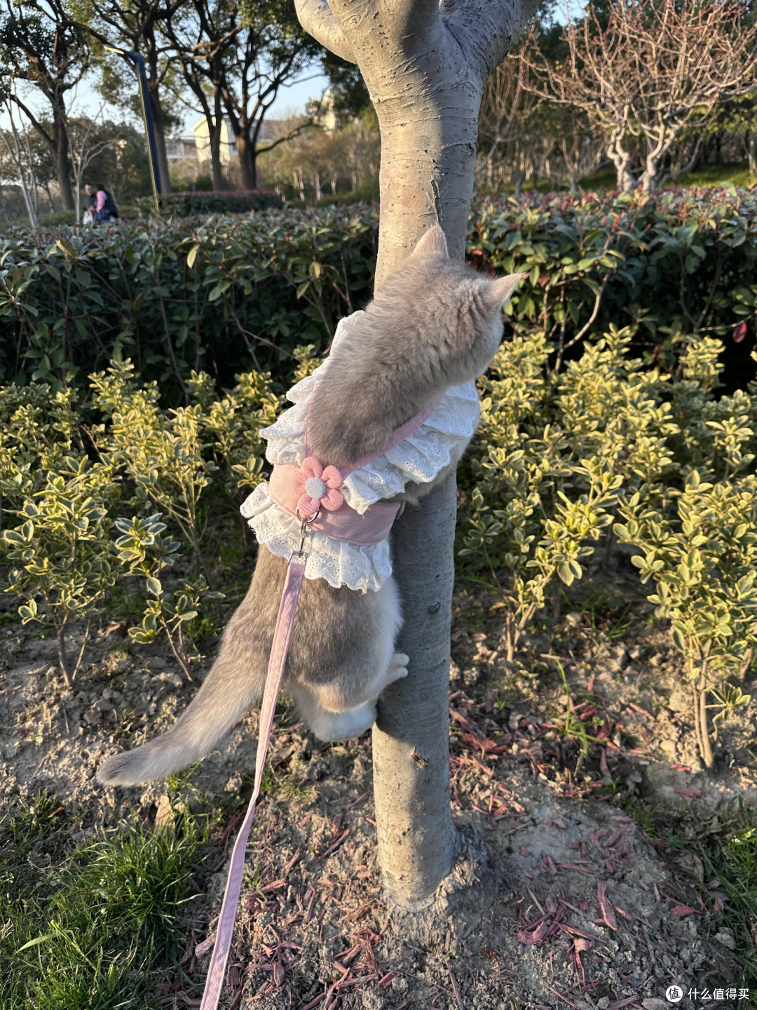 科学喂养守护猫咪健康