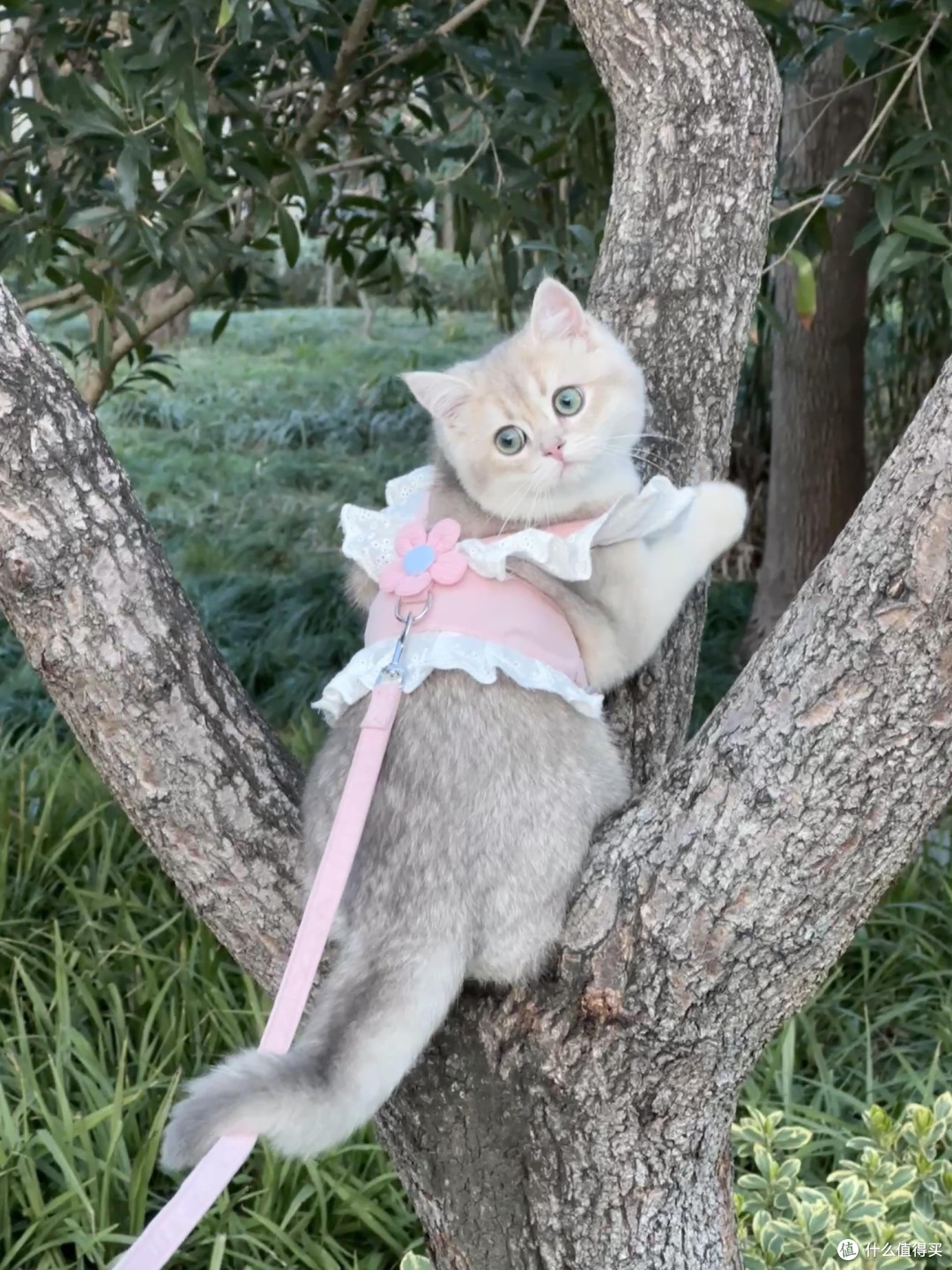 科学喂养守护猫咪健康