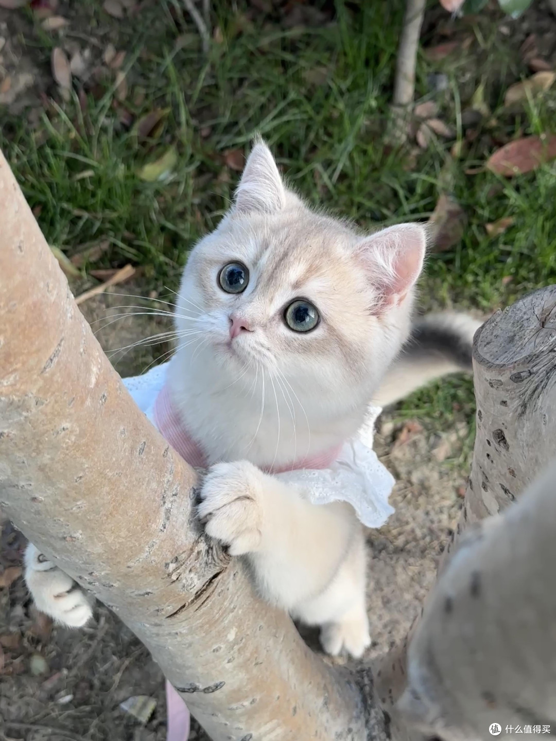 科学喂养守护猫咪健康