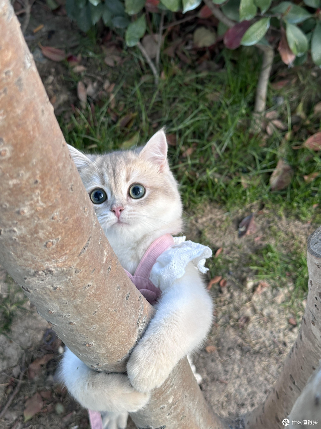 科学喂养守护猫咪健康