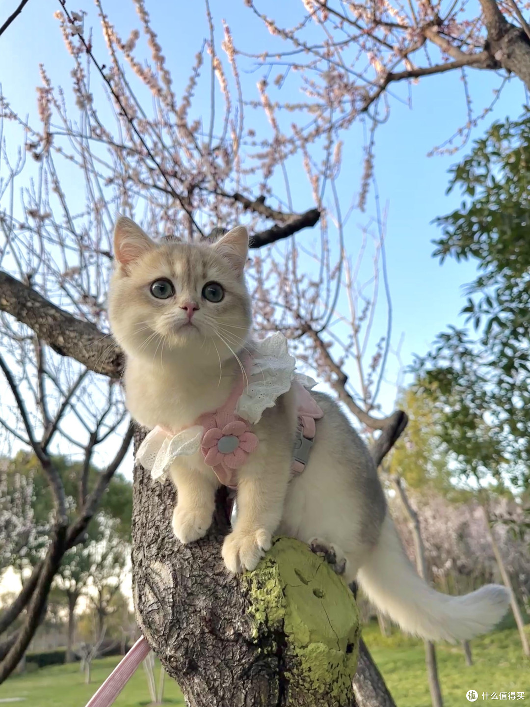 科学喂养守护猫咪健康
