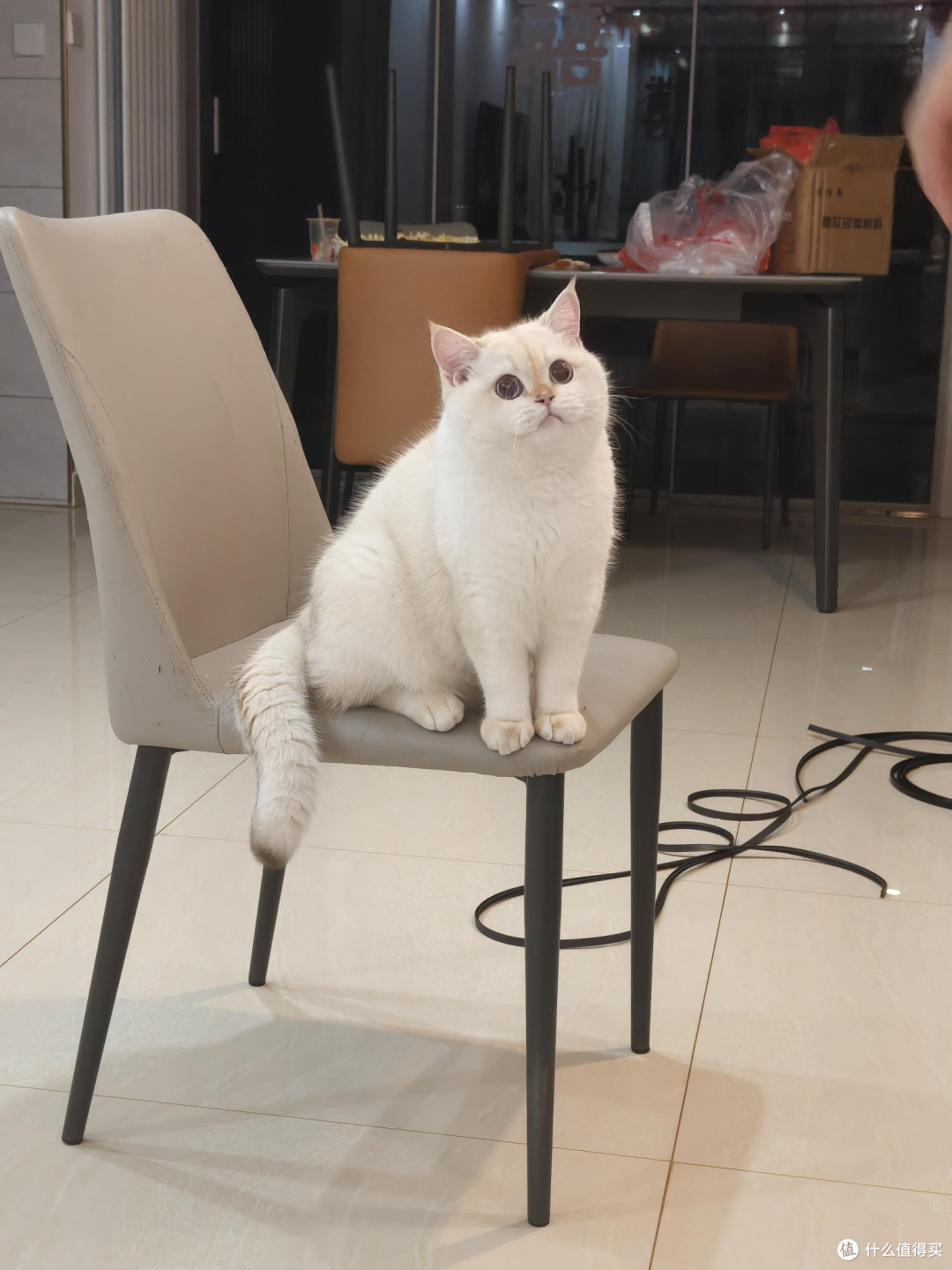 科学饮食管理守护猫咪健康