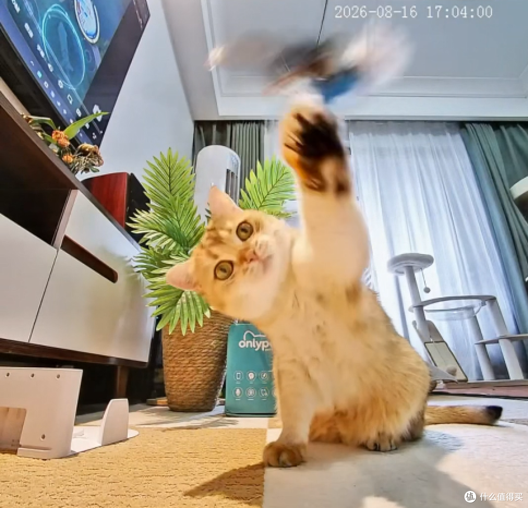 猫总躲床底看不见:——花699换移动机器人,实测说点实话