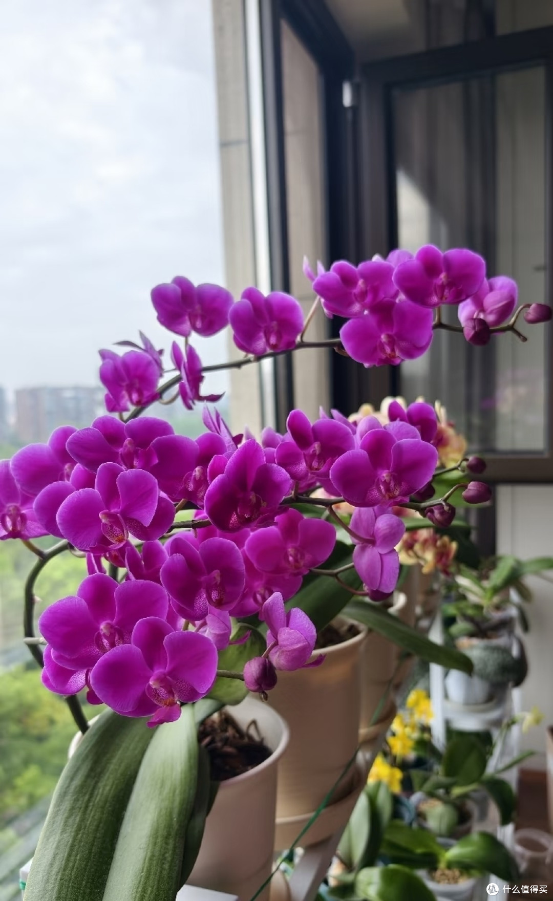 听劝!蝴蝶兰要想“多花箭”就选这5款,懒人也能养出花瀑布!